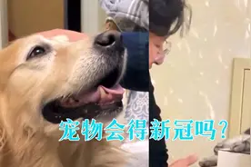 宠物会感染新冠吗？宠物感染后会回传给人吗？专家告诉你答案！视频封面