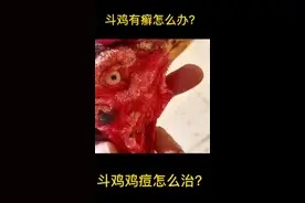 斗鸡有癣怎么治疗？视频封面