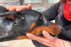 杜宾犬生病了，摆出一副娇滴滴的样子，就想要主人多关心它