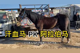 阿拉伯马和汗血马，两个品种怎么区分？今天做个对比讲解视频封面