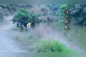 姐姐在深山水塘可以这样捉鱼，方法简单，那味道让人回味无穷视频封面