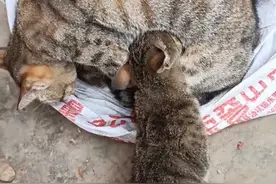 这么大的猫居然还要喝奶视频封面