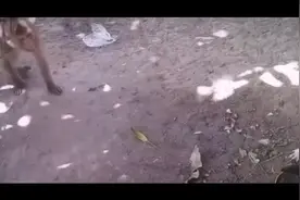 终是猴子发了飙，拿起盆子对狗敲视频封面
