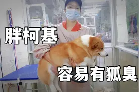 之前说胖柯基容易有“腋来香”说的就是它 看它腋下都红了视频封面