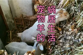 宠物羊的蜗居生活，身边草料环绕，饿了就吃一口视频封面