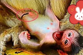 【一只乳房丰硕的新生猴】带着深刻思考力来到世间