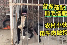 小伙在家养殖猛犬，竟然用牛肉给狗做狗粮，营养搭配比人吃的都好视频封面