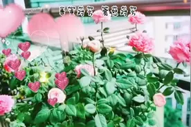love的含义视频封面