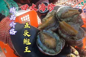 大深蓝潜水挖到精品鲍鱼之王，稀有价格让人心跳，老表一脸的不屑视频封面
