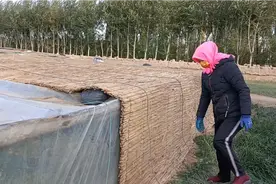 内蒙古韭菜种植基地临河区新华镇今冬不愿种的农户多了原因是什么视频封面