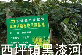 西峡县西坪镇黑漆河村猕猴桃种植基地视频封面
