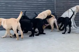 导盲犬禁入？大连基地回应视频封面