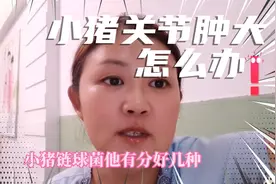 小猪关节肿大包一瘸一拐不能走路怎么治方法超简单视频封面