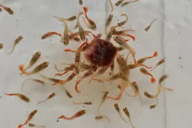 孔雀鱼产下一些透明的卵，这些卵能孵化出仔鱼吗视频封面