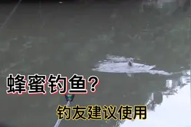 野钓：鲤鱼果然喜欢甜味，蜂蜜钓鱼效果实测，太惊喜！