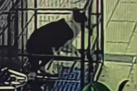 监控拍摄边牧突然狂躁抽搐，一分钟离奇死亡，谁知道是什么原因视频封面