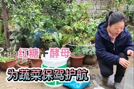 红糖加酵母制作菌肥，对农作物有意想不到的效果，不妨试一试