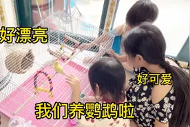 朵朵琛琛终于可以养鹦鹉啦，好可爱好漂亮，宝爸给装了大别墅视频封面