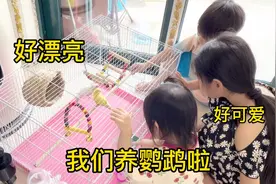 朵朵琛琛终于可以养鹦鹉啦，好可爱好漂亮，宝爸给装了大别墅视频封面