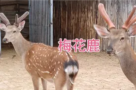 甘肃省庆阳市西峰区有国家一级保护动物梅花鹿繁育基地，去看看视频封面
