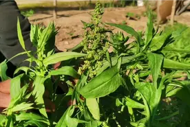 种菠菜买种子太浪费了，教你自留种技巧，种子饱满结实一棵结一堆视频封面