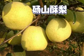 世界梨都黄河故道，正宗砀山酥梨大丰收，十天左右上市一起尝尝鲜