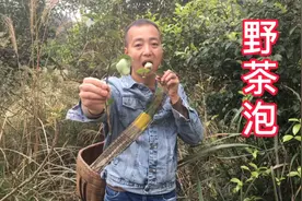 南方有一种果子叫茶泡，果子里面是空心的，你吃过吗？视频封面
