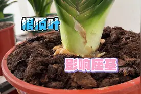 根顶叶严重影响君子兰存叶量及座基的壮观度，视频封面