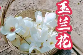 春天食花季：山里采来玉兰花炸着吃，吃不完的可以晒干泡花茶！视频封面