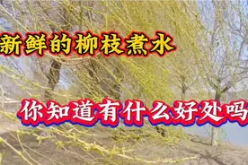 新鲜的柳枝煮水洗脚，作用真厉害，解决了很多人的烦恼，快学学视频封面