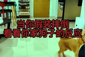 当你假装摔倒，看看你家狗子的反应视频封面