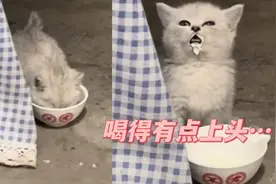 醉奶了？小猫咪享受式喝奶，每喝一口就抬头感受表情沉醉视频封面