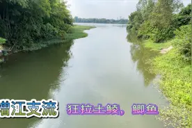 增江支流野钓高密度土鲮鲫鱼钓位，钓友一天钓了10多斤视频封面