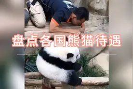 盘点各国熊猫待遇，最后一个让人心疼视频封面