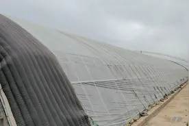 去寿光看超级温室大棚！棚高都有10米，造价差不多500万左右！视频封面