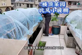 楼顶种菜如何防风防冻？花20元自建长3米多菜池小暖棚，抗风保温视频封面