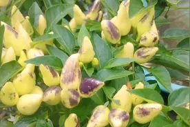 最适合家庭和新手种植的蔬菜，不用管也照样结果多多，你种了吗视频封面