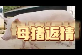 母猪返情的原因视频封面