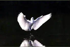 白鹭一套完整捕鱼动作视频封面