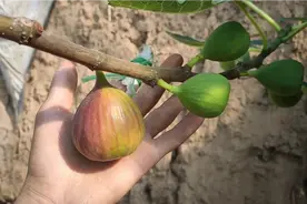 分享4种无花果种植方法，每1种都可以做到4季有果，全年吃果不断视频封面
