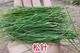 农村不起眼的松针用来煮水，作用原来这么大，看看它到底有啥用？视频封面