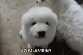 四十几天的小奶狗到家如何饲养，需要注意的事项。视频封面