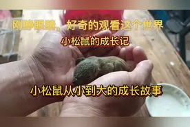 小松鼠从小到大的成长故事，养到这么大，不容易呀视频封面