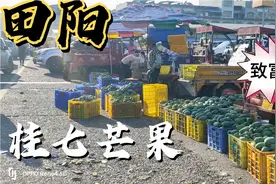 百色市田阳区桂七芒果上市，价格飞涨，成为果农的“致富果”视频封面