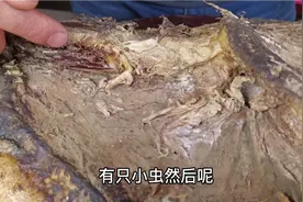 老板家的老火腿生虫了，满腿油烟，幸好发现的及时
