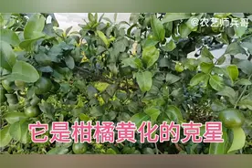 它是柑橘黄化的克星，好多人还不知道用，使用简单。视频封面