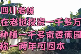 四川老板在老挝投资一千多万，种植一千多亩香蕉园。场景太壮观了视频封面