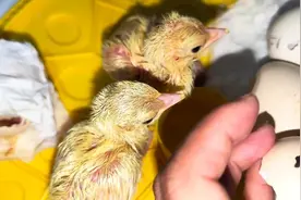 小孔雀终于出壳了，怎么总感觉哪里不对劲！视频封面