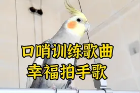 你喜欢会吹口哨的鹦鹉吗？今天分享口哨训练歌曲《幸福拍手歌》视频封面