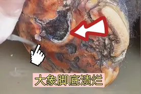 大象脚溃烂，找师傅修剪腐烂的地方，全程解压又治愈。视频封面